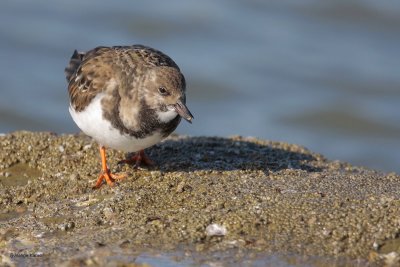 Ruddy Turnstone