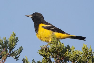 Scott's Oriole