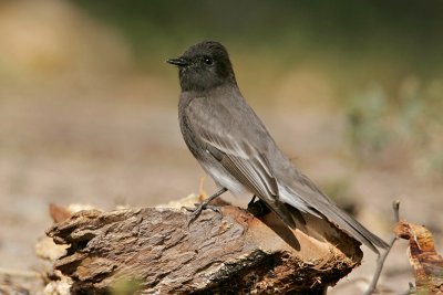 Black Phoebe