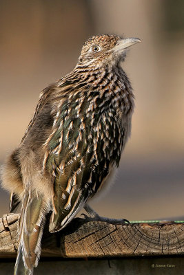 Greater Roadrunner