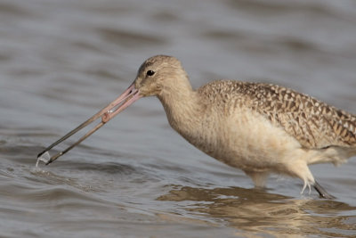 Marbled Godwit