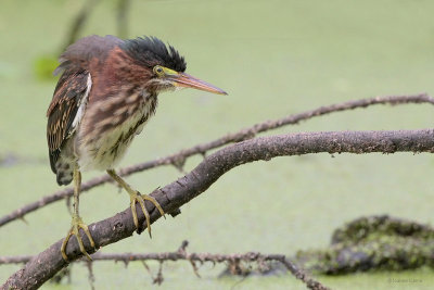 Green Heron