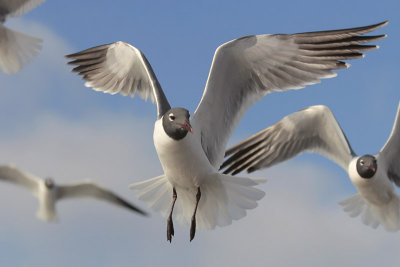 Laughing Gull