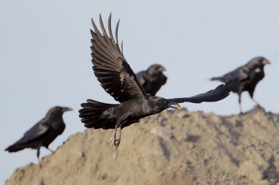 Chihuahuan Ravens