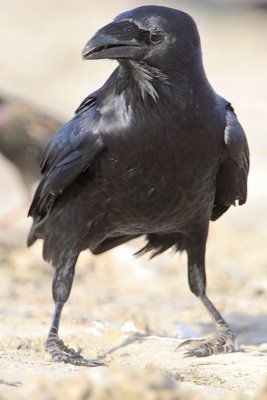 Chihuahuan Ravn