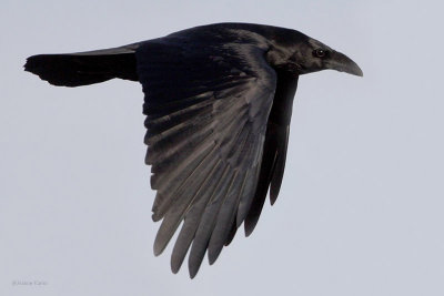 Chihuahuan Raven