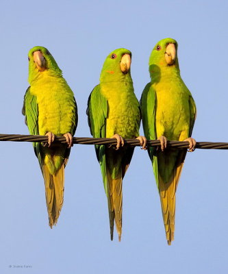 Green Parakeets