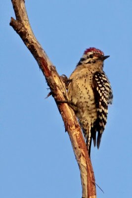 Ladder-backed Woodpecker