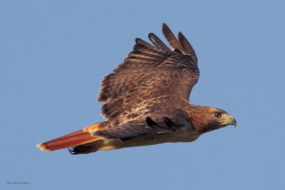 Red-tailed Hawk