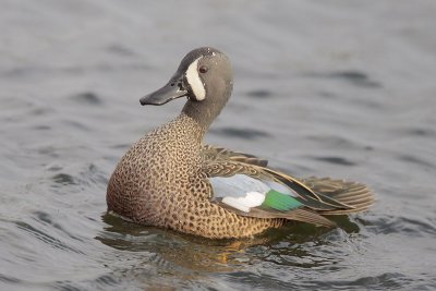 Blue-winged Teal