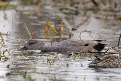 Gadwall