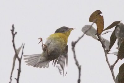 Tropical Parula