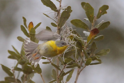 Tropical Parula