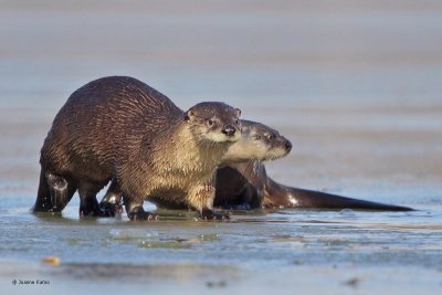 River Otter