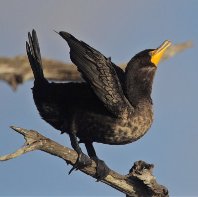 Double-crested Cormorant