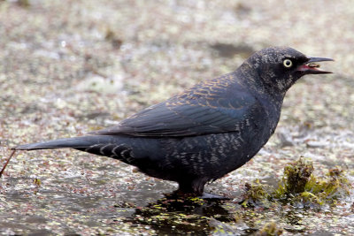 Rusty Blackbird