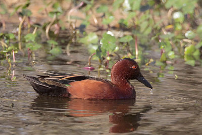 Cinnamon Teal