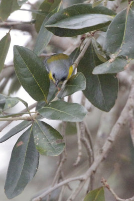 Tropical Parula