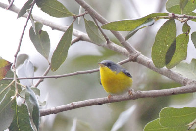 Tropical Parula 2