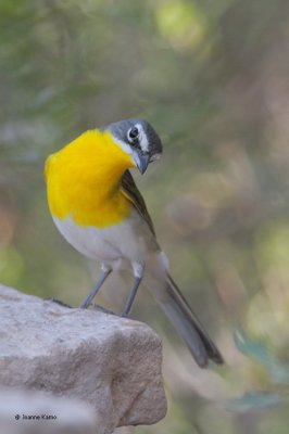 Yellow-breasted Chat