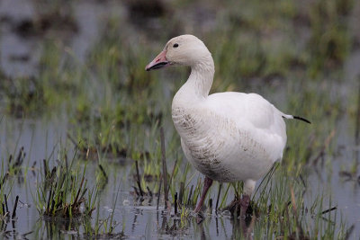 Snow Goose