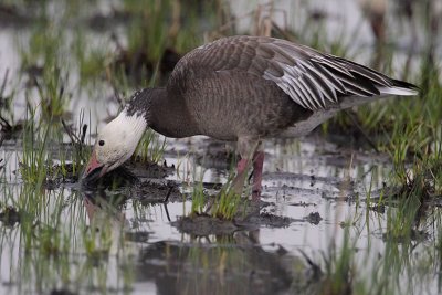 Snow Goose