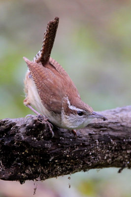 Carolina Wren