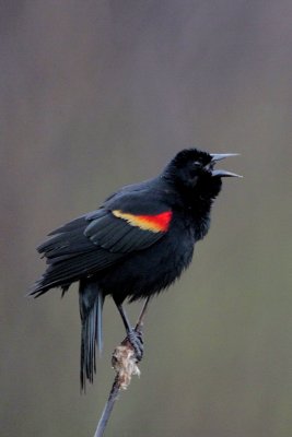 Red-winged Blackbird