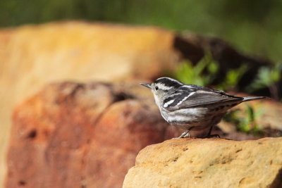 Black-and-white Warbler