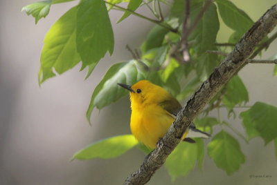 Prothonotary Warbler