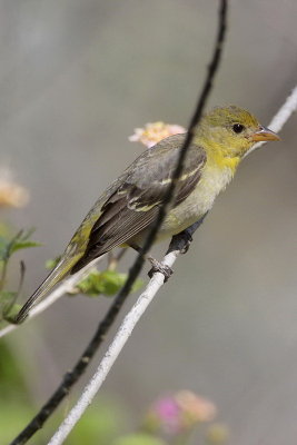 Western Tanager