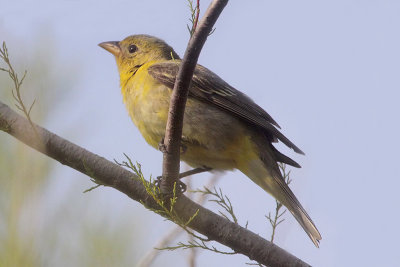 Western Tanager