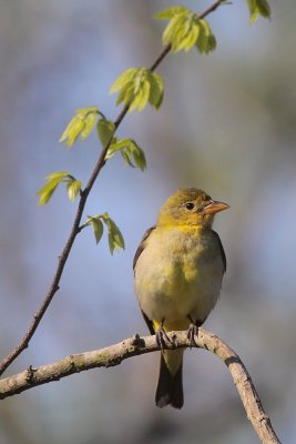 Western Tanager