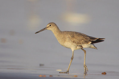 Willet
