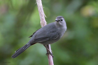 Gray Catbird