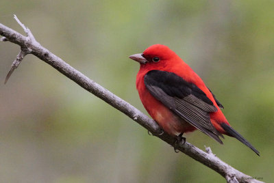 Scarlet Tanager