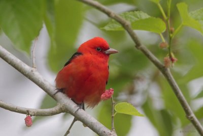 Scarlet Tanager