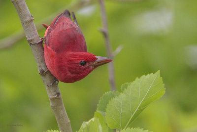 Summer Tanager