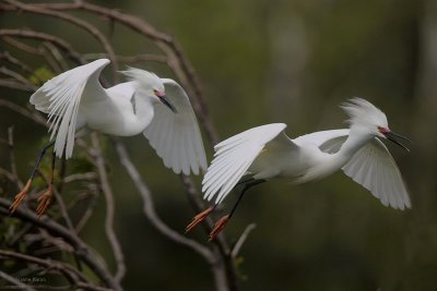 Snowy Egret