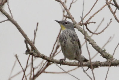 Audubon's Yellow-rumped Warbler