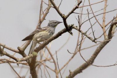 Audubon's Yellow-rumped Warbler