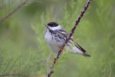 Blackpoll Warbler