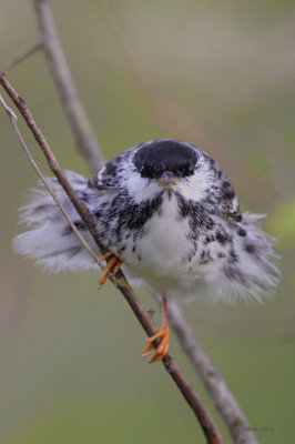 Blackpoll Warbler