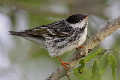 Blackpoll Warbler