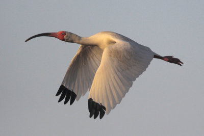 White Ibis