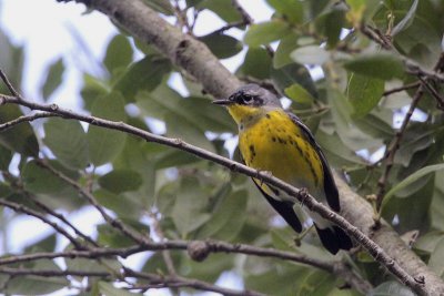 Magnolia Warbler