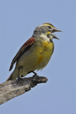 Dickcissel