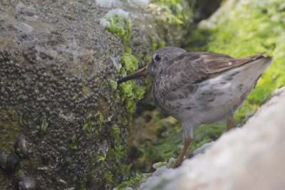 Purple Sandpiper