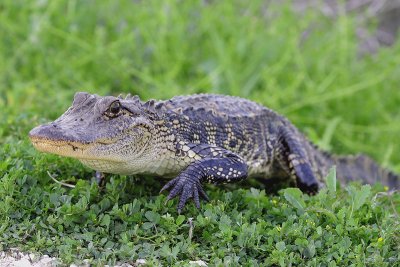 American Alligator