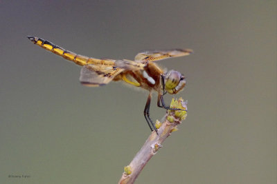 Painted Skimmer